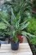 Aglaonema Miss Juliette to dekoracyjna roślina doniczkowa o jasnych liściach z delikatną variegacją. Idealna do wnętrz, biur i kolekcji roślin tropikalnych.