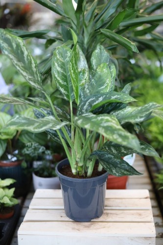 Aglaonema Silver Splash to dekoracyjna roślina doniczkowa o zielonych liściach z srebrzystą variegacją. Idealna do wnętrz, biur i kolekcji roślin tropikalnych.