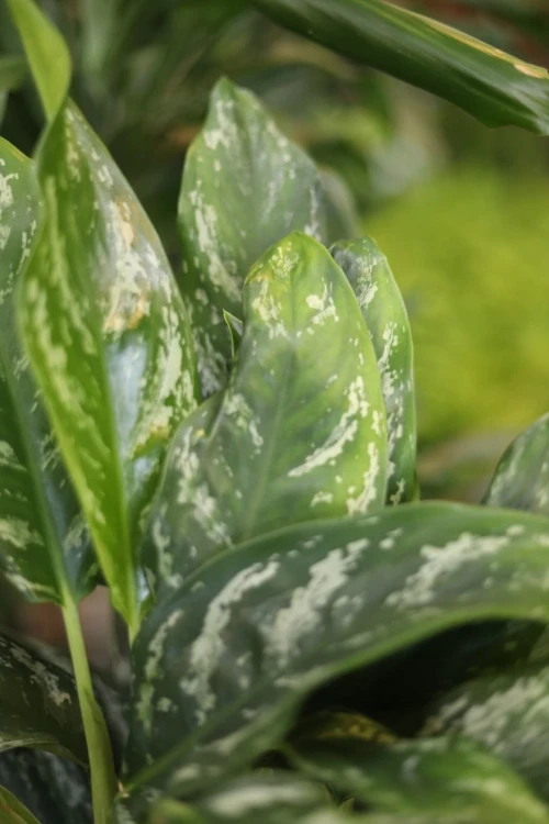 Zbliżenie liści Aglaonema Silver Splash ukazujące dekoracyjny, srebrno-zielony wzór oraz subtelną fakturę. Roślina o eleganckim i egzotycznym wyglądzie.