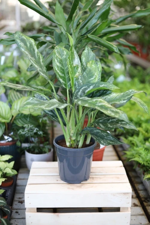 Aglaonema Silver Splash w aranżacji wnętrza – tropikalna roślina doniczkowa, która wprowadza do przestrzeni świeżość, elegancję i naturalny akcent.