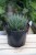 Aloe aristata – kompaktowy sukulent o rozetowych, zielonych liściach z drobnymi kolcami. Idealny do nowoczesnych wnętrz i kolekcji roślin łatwych w pielęgnacji.