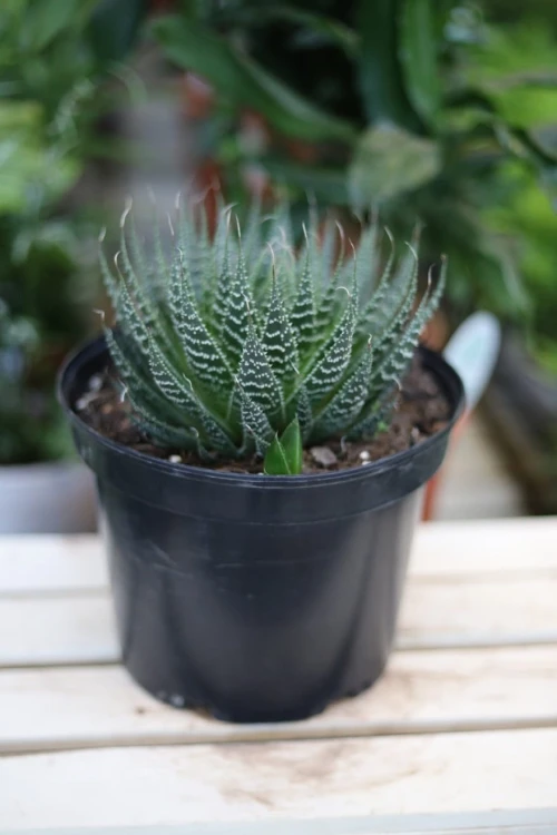 Aloe aristata – kompaktowy sukulent o rozetowych, zielonych liściach z drobnymi kolcami. Idealny do nowoczesnych wnętrz i kolekcji roślin łatwych w pielęgnacji.