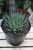 Aloe aristata (Aloes ościsty)