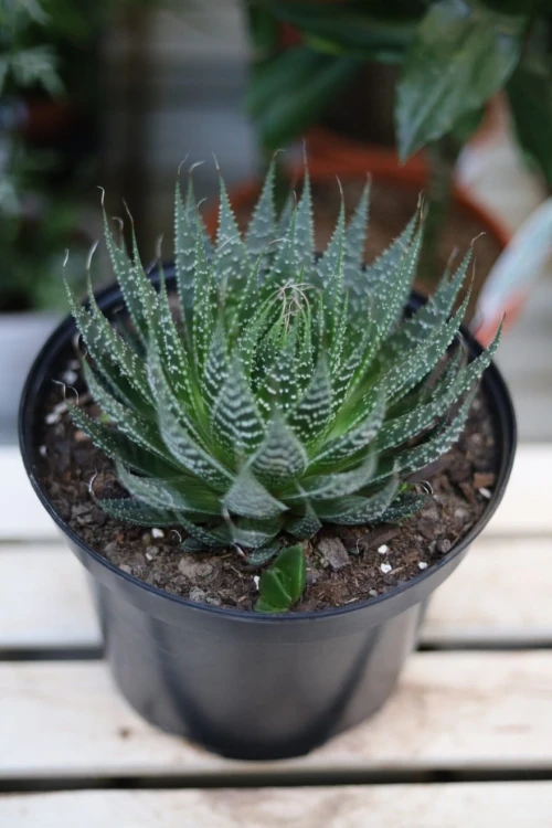 Aloe aristata (Aloes ościsty)