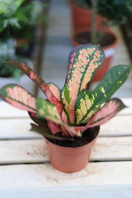 Codiaeum Wilma – efektowna roślina doniczkowa o dużych, kolorowych liściach. Idealna do nowoczesnych, tropikalnych i egzotycznych wnętrz.