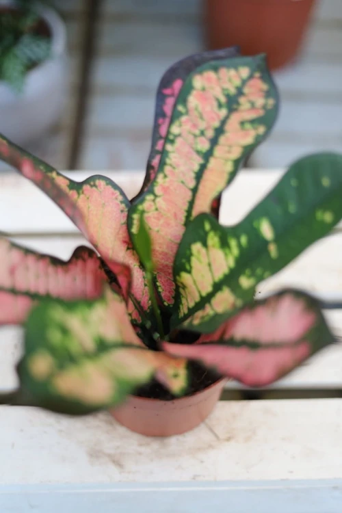 Codiaeum Wilma (Kroton)