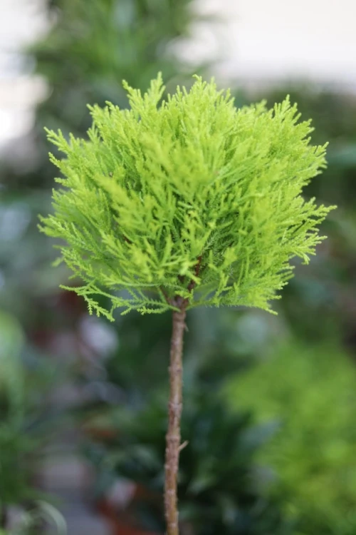 Cupressus macrocarpa 'Goldcrest ’ (Cyprysik) (4).JPG