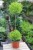 Cupressus macrocarpa 'Goldcrest ’ (Cyprysik) (2).JPG