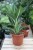 Dieffenbachia Green Magic L w aranżacji wnętrza – tropikalna roślina doniczkowa, która wprowadza do przestrzeni świeżość, naturalny akcent i egzotyczny charakter.