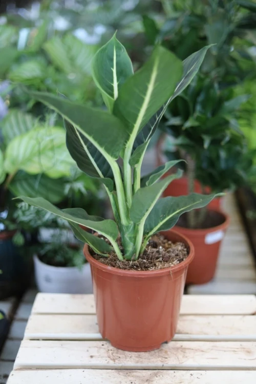 Dieffenbachia Green Magic L w aranżacji wnętrza – tropikalna roślina doniczkowa, która wprowadza do przestrzeni świeżość, naturalny akcent i egzotyczny charakter.