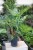 Dieffenbachia Spotty XL