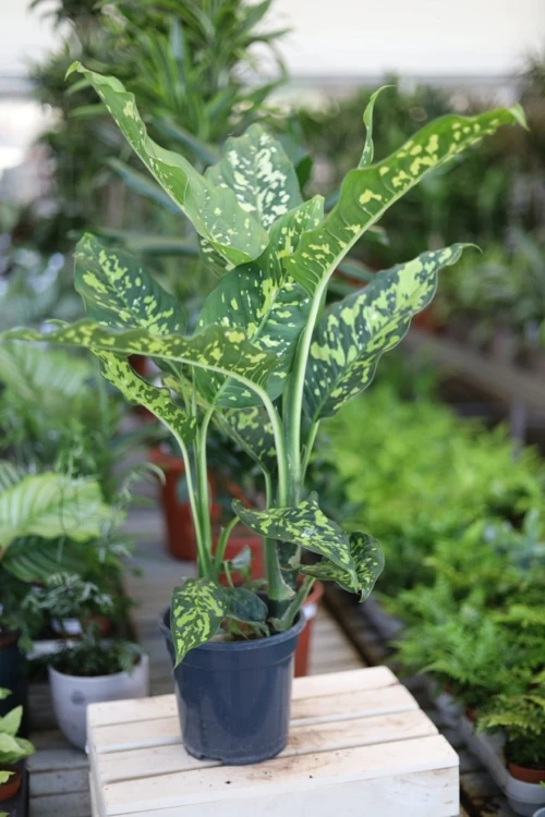 Dieffenbachia Spotty XL