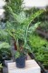 Dieffenbachia Spotty XL