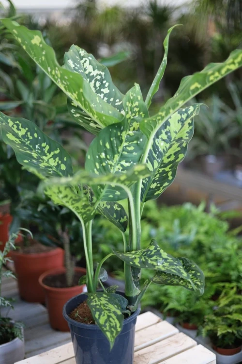 Dieffenbachia Spotty XL – okazała roślina doniczkowa o dużych liściach z charakterystycznymi, jasnymi plamami. Doskonała do nowoczesnych i tropikalnych wnętrz.