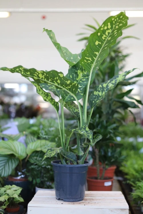 Dieffenbachia Spotty XL w aranżacji wnętrza – tropikalna roślina doniczkowa, która wprowadza do przestrzeni świeżość, elegancję i naturalny akcent.
