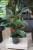 Ficus americana guianensis – okazała roślina doniczkowa o dużych, soczyście zielonych liściach. Idealna do nowoczesnych i tropikalnych wnętrz.