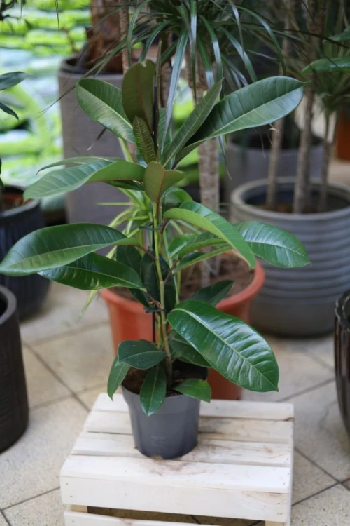 Ficus americana guianensis – okazała roślina doniczkowa o dużych, soczyście zielonych liściach. Idealna do nowoczesnych i tropikalnych wnętrz.