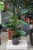 Ficus americana guianensis w aranżacji wnętrza – tropikalna roślina doniczkowa, która wprowadza do przestrzeni świeżość, naturalny akcent i egzotyczny klimat.