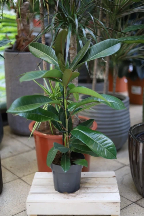 Ficus americana guianensis w aranżacji wnętrza – tropikalna roślina doniczkowa, która wprowadza do przestrzeni świeżość, naturalny akcent i egzotyczny klimat.