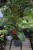 Ficus americana guianensis (Fikus gujański)