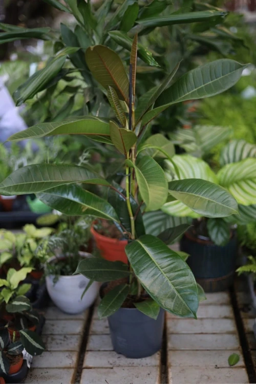 Ficus americana guianensis (Fikus gujański)