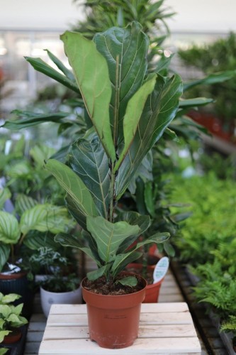 Ficus Lyrata (Fikus Dębolistny) XL (3).JPG