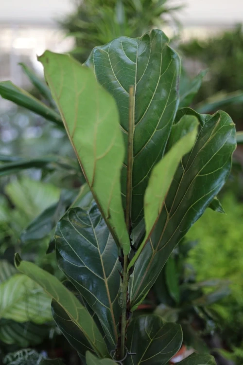 Ficus Lyrata (Fikus Dębolistny) XL (4).JPG