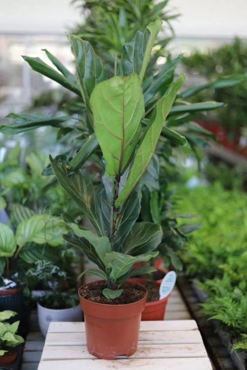 Ficus Lyrata (Fikus Dębolistny) XL (1).JPG