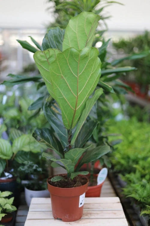 Ficus Lyrata (Fikus Dębolistny) XL (2).JPG