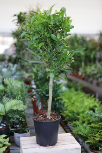 Ficus moclame – elegancka roślina doniczkowa o gęstych, błyszczących, zielonych liściach i zwartym pokroju. Idealna do nowoczesnych wnętrz.
