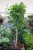 Ficus moclame w aranżacji wnętrza – minimalistyczna roślina doniczkowa, która wprowadza do przestrzeni świeżość, harmonię i elegancki, naturalny akcent.