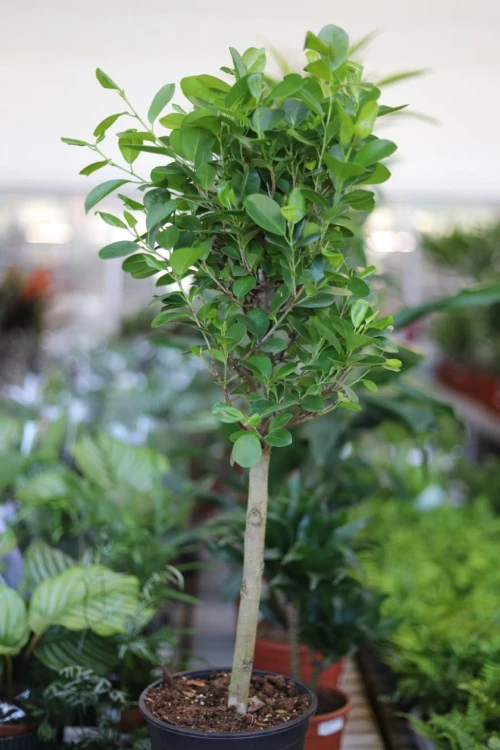 Ficus moclame w aranżacji wnętrza – minimalistyczna roślina doniczkowa, która wprowadza do przestrzeni świeżość, harmonię i elegancki, naturalny akcent.