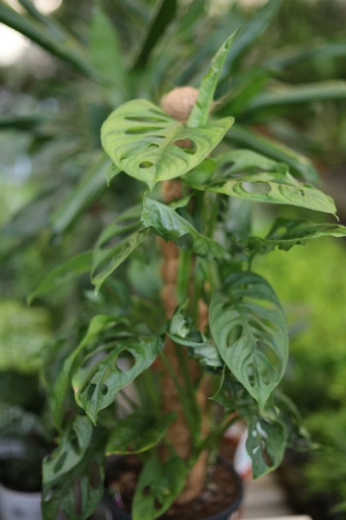 Monstera Adansonii (Monkey Mask) XL – efektowna roślina pnąca o liściach z charakterystycznymi perforacjami. Idealna do wiszących donic i tropikalnych aranżacji wnętrz.