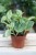 Peperomia ‘Golden Gate’ – dekoracyjna roślina doniczkowa o jasnozielonych liściach z kremową variegacją. Idealna do wnętrz w stylu nowoczesnym i urban jungle.