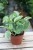 Peperomia ‘Golden Gate’ w aranżacji wnętrza – kompaktowa roślina doniczkowa, która wprowadza do przestrzeni świeżość i naturalny, dekoracyjny akcent.