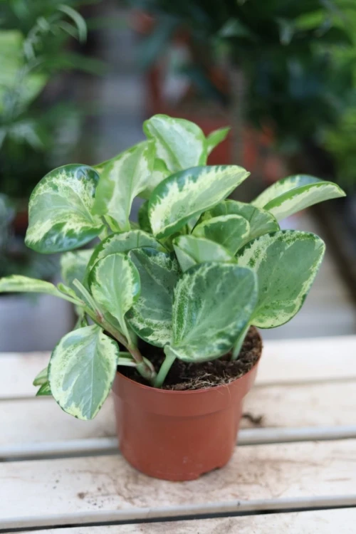 Peperomia ‘Golden Gate’ w aranżacji wnętrza – kompaktowa roślina doniczkowa, która wprowadza do przestrzeni świeżość i naturalny, dekoracyjny akcent.