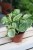Peperomia Golden Gate