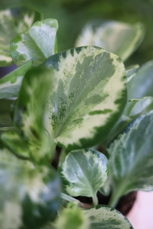 Zbliżenie liści Peperomia ‘Golden Gate’ ukazujące delikatny, marmurkowy wzór i kontrastowe przebarwienia. Roślina o subtelnym, eleganckim wyglądzie.