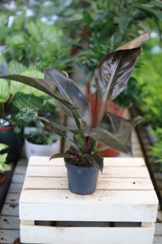Philodendron Imperial Red (1).JPG