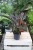Philodendron Imperial Red (1).JPG