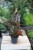 Philodendron Imperial Red (2).JPG