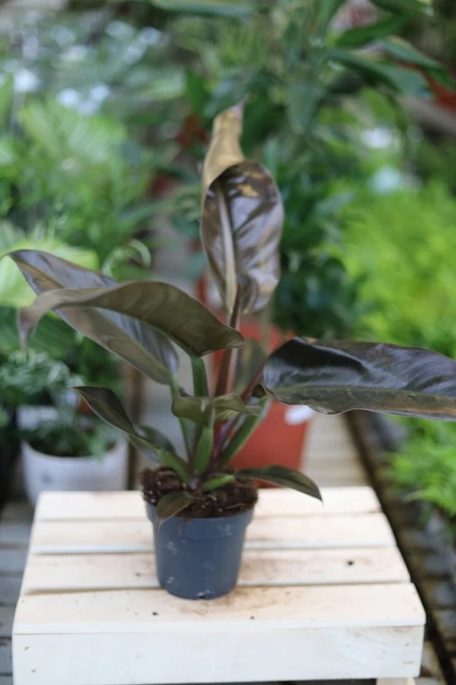 Philodendron Imperial Red (2).JPG