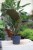 Philodendron Imperial Red (3).JPG