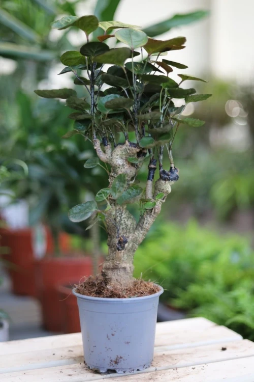 Polyscias Fabian