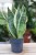 Sansevieria 'Futura Superba' – kompaktowa roślina doniczkowa o szerokich, zielonych liściach z jasnym, kontrastowym obrzeżeniem. Idealna do nowoczesnych wnętrz.