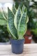 Sansevieria 'Futura Superba' – kompaktowa roślina doniczkowa o szerokich, zielonych liściach z jasnym, kontrastowym obrzeżeniem. Idealna do nowoczesnych wnętrz.