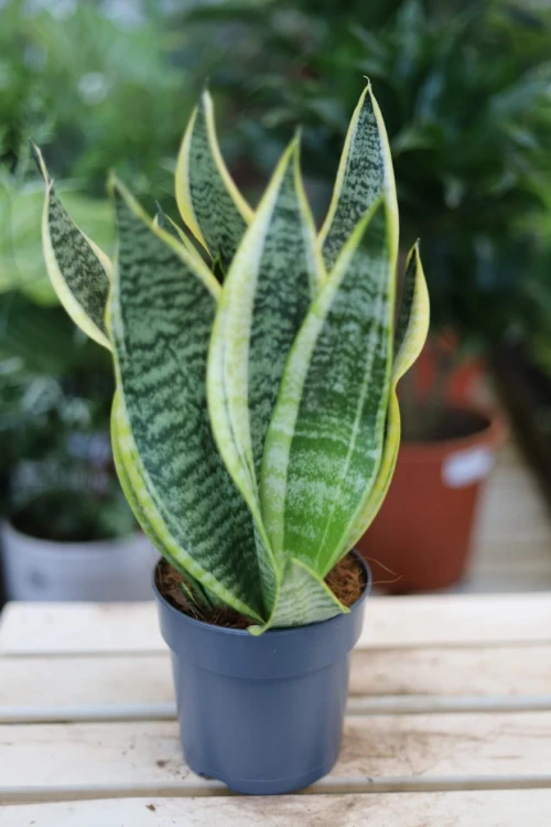Sansevieria 'Futura Superba' w aranżacji wnętrza – stylowa i wytrzymała roślina doniczkowa, która wprowadza do przestrzeni naturalny i nowoczesny akcent.