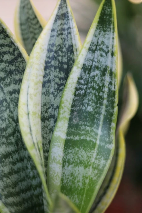 Zbliżenie liści Sansevieria 'Futura Superba' ukazujące dekoracyjny wzór i wyraźne obrzeżenia. Odporna roślina o niewielkich wymaganiach pielęgnacyjnych.