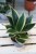 Sansevieria trifasciata Golden Hahnii (Sansewieria gwinejska) (2).JPG