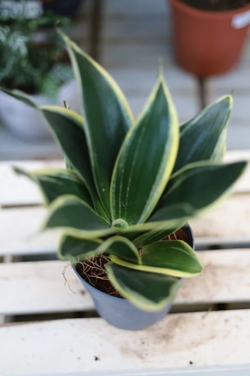 Sansevieria trifasciata Golden Hahnii (Sansewieria gwinejska) (2).JPG